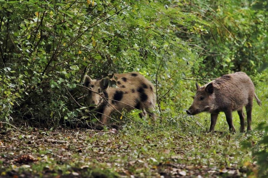 Aj blonďák sa ukázal