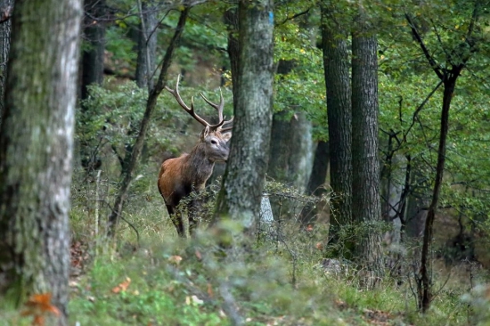 Na jeleňom chodníčku
