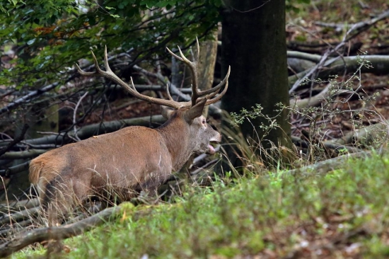 Prešiell vedľa mňa