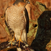 Jastrab krahulec-Accipiter nisus