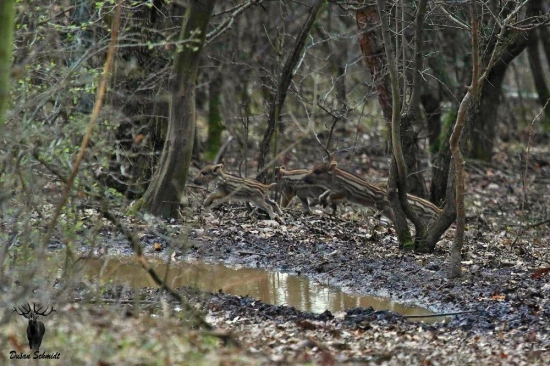 Drobce na prechádzke