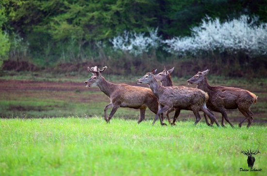 Stále to predúrajú