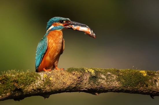 Rybárik riečny-Alcedo atthis