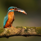 Rybárik riečny-Alcedo atthis