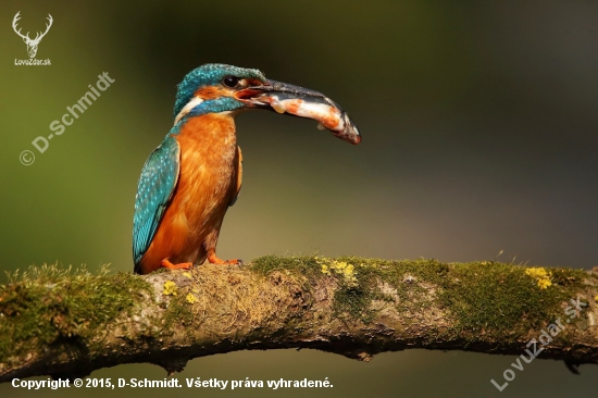 Rybárik riečny-Alcedo atthis