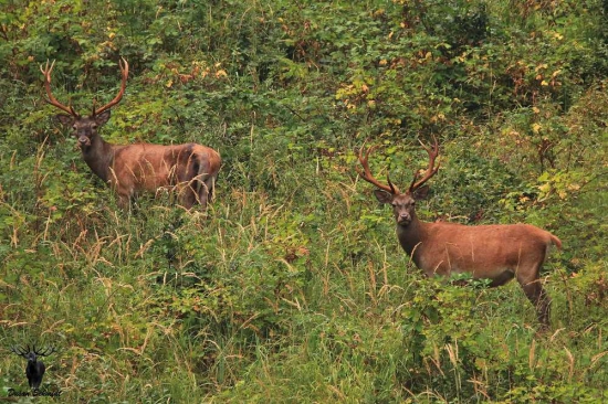 Vytlčený mládenci