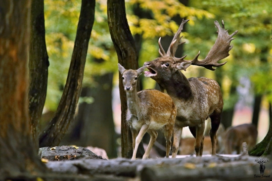 Zarochal jej do uška