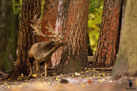 Roztúžený lopatár