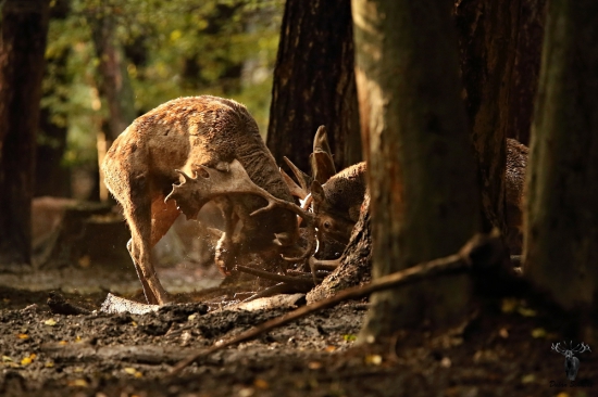 Tak to muselo bolieť