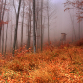 Novembrová