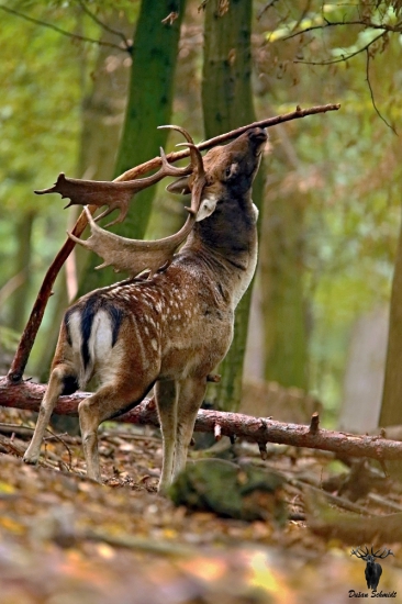 Značkovanie na rujovisku