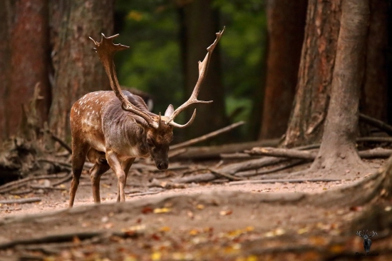 Dlháň na rujovisku