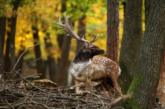 Daniel- jeleňovitý