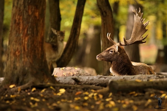 Odpočinok na rujovisku