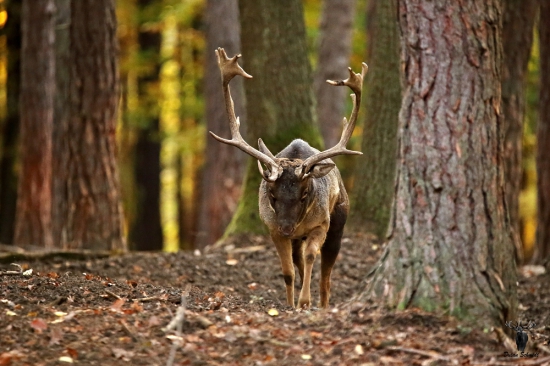 Už ide na rujovisko