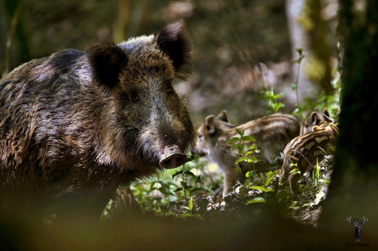 Keď je sviňa na pár krokov