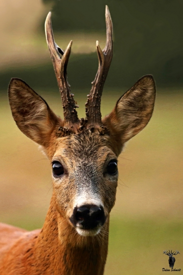 Išli mu oči vypadnúť