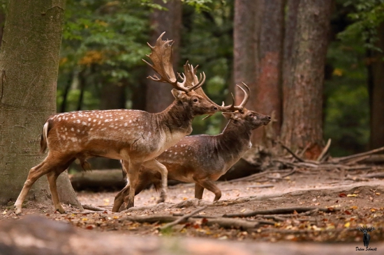 Sokovia na rujovisku