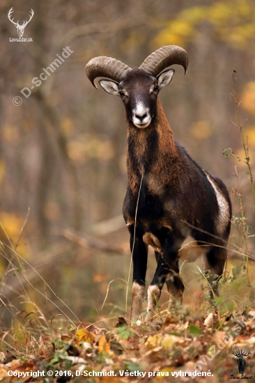 Zvedavý