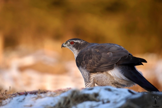 Jastrab veľký (Accipiter gentilis)
