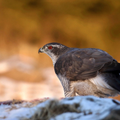 Jastrab veľký (Accipiter gentilis)