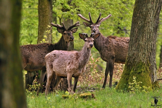 Aprílové spomienky