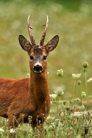 Augustový krásavec
