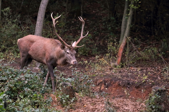 Nepravidelný 12 Torák