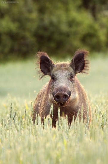 Vyrušený pri večeri
