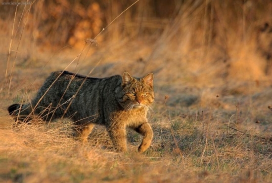 Mačka divá- Felis silvestris-I