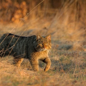 Mačka divá- Felis silvestris-I