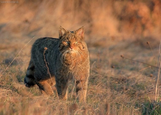 Mačka divá- Felis silvestris-II