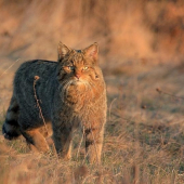 Mačka divá- Felis silvestris-II
