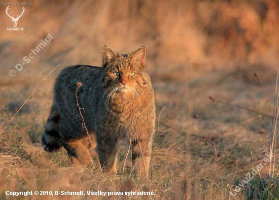 Mačka divá- Felis silvestris-II