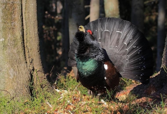 Tetrov hlucháň (Tetrao urogallus)