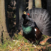 Tetrov hlucháň (Tetrao urogallus)