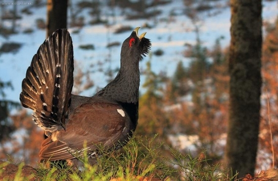 Tetrov hlucháň (Tetrao urogallus)