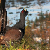 Tetrov hlucháň (Tetrao urogallus)