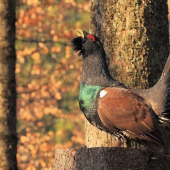 Tetrov hlucháň (Tetrao urogallus)
