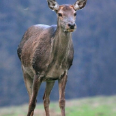 Jelenček