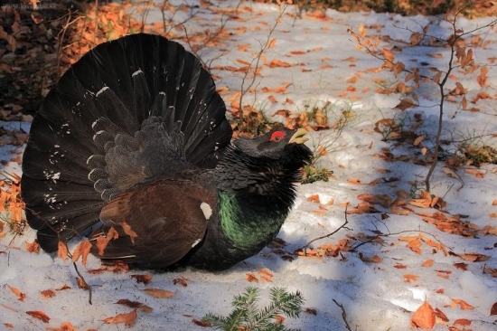 Tetrov hlucháň (Tetrao urogallus)