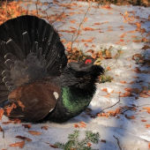 Tetrov hlucháň (Tetrao urogallus)