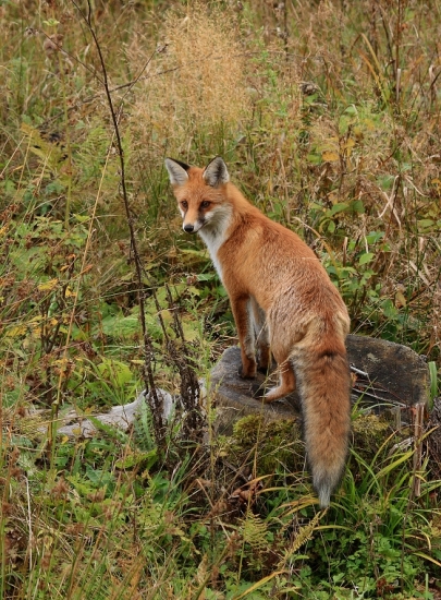 Líška hrdzavá (Vulpes vulpes)