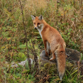 Líška hrdzavá (Vulpes vulpes)
