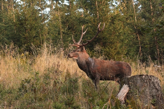 Jeleň lesný (Cervus elaphus)-Ruja 2007
