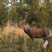 Jeleň lesný (Cervus elaphus)-Ruja 2007