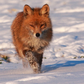 Jedna z archívu-Líška obyčajná-Vulpes vulpes