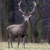 Jeleň lesný (Cervus elaphus)-