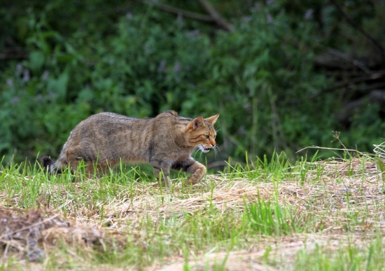 Mačka divá-Felis silvestris