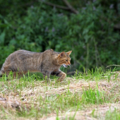 Mačka divá-Felis silvestris